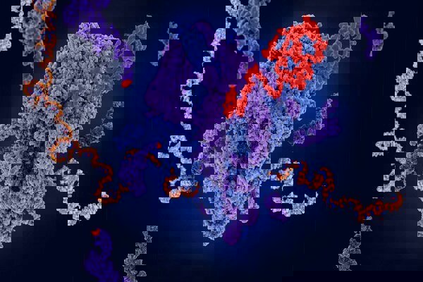 میکسری که نیاز به آزمایش روی حیوانات را از بین می‌برد