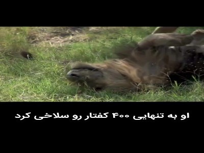 اسکارفیس(صورت زخمی) شیری که واقعا سلطان جنگل است !