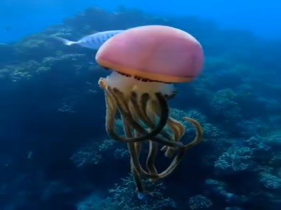 شگفتی و زیبایی دنیای زیر دریا