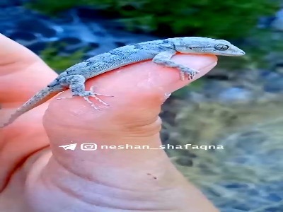 غواص شن های سوزان