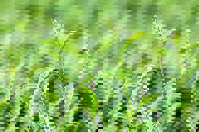 نوآوری در پایش ویروس‌های گیاه چای