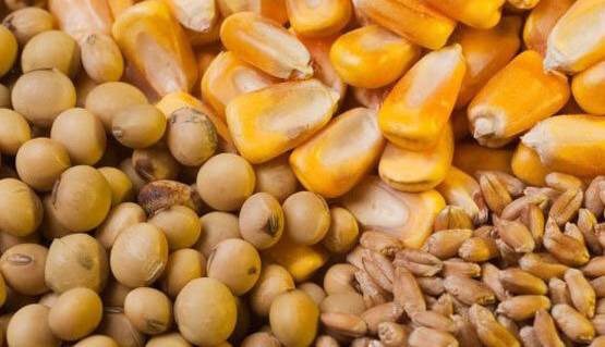 جزئیات تعیین نرخ نهاده‌ها پس از حذف ارز ترجیحی