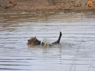 آب بازی جالب یک کفتار در یک آب‌بندان