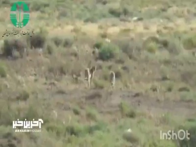 مشاهده‌ی دو قلاده یوزپلنگ آسیایی در پناهگاه حیات‌وحش میاندشت جاجرم