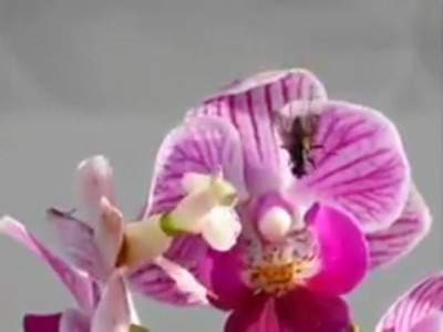 لحظه شکار مگس توسط حشره‌ی مانتیس، با روش استتار