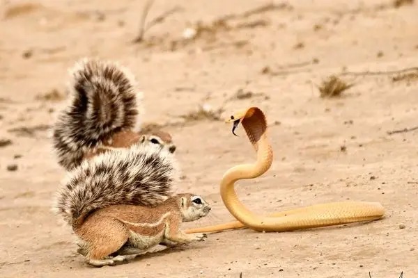 حمله جسورانه یک سنجاب به مار برای نجات دوستش