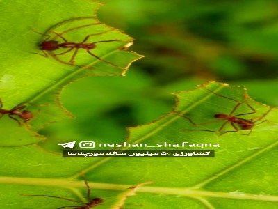 پنجاه میلیون سال کشاورزی مورچه ها