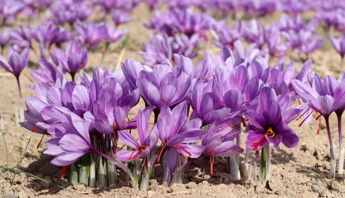 قیمت زعفران از کیلویی ۲۶۶ میلیون تومان گذشت