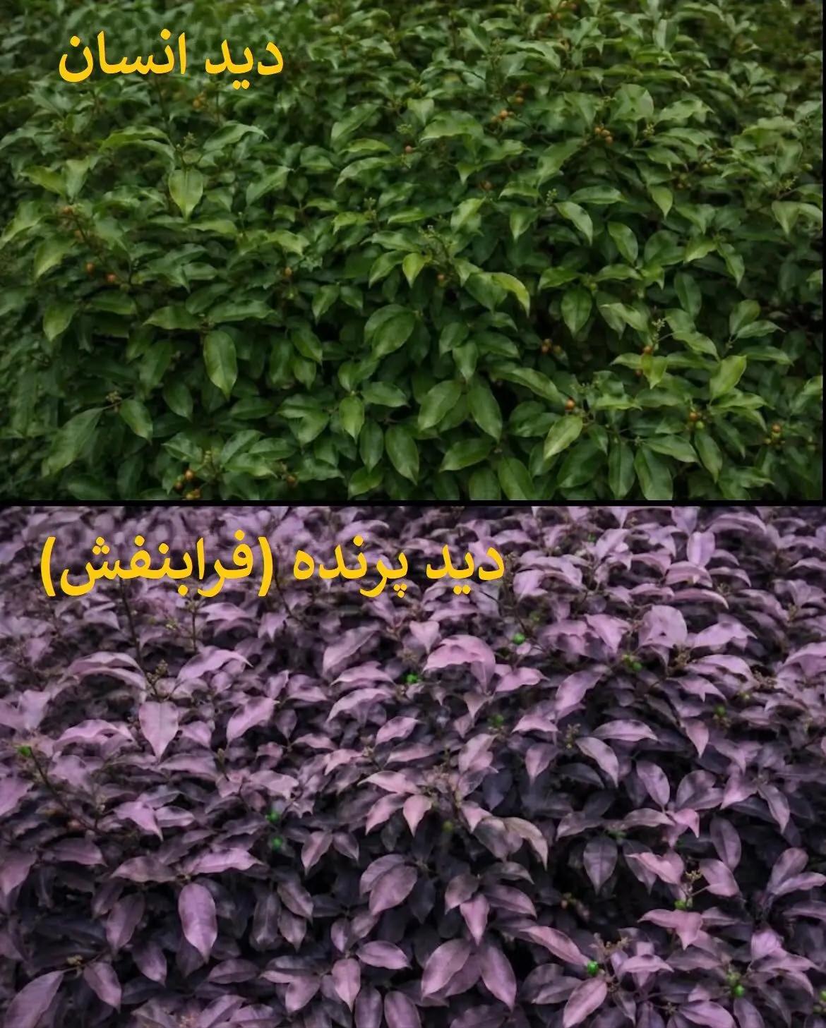 ایران پرسمان