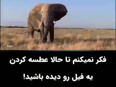 تا حالا عطسه کردن فیل رو دیده بودید؟