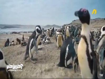 راه حل مبتکرانه پنگوئن ها برای حل مشکلات!
