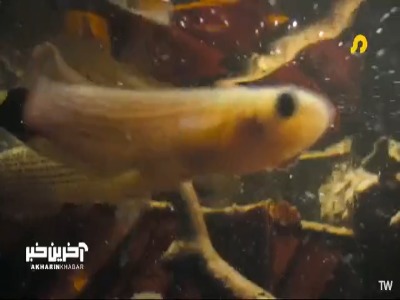 ماهی‌ که توانایی پرش هایی ۸ برابر بدن خود در خشکی را دارد!