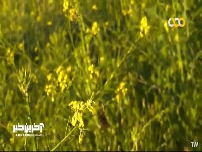 عنکبوت عجیبی که در طول روز حرکت نمی‌کند!