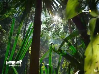 آفتاب پرست پلنگی ماداگاسکار