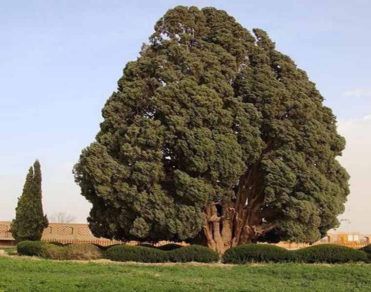 درخت هم دوره با ساخت تخت جمشید