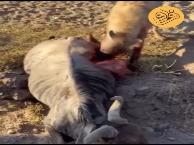 کفتار گوزن یالدار را زنده‌زنده درید! (۱۶+)